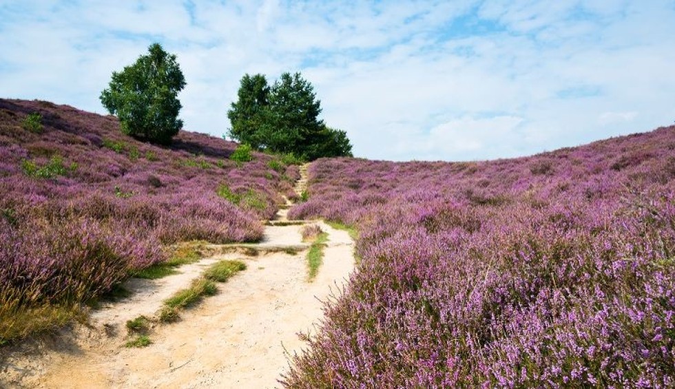 wandelen-heide-rustige-camping-drenthe.jpg