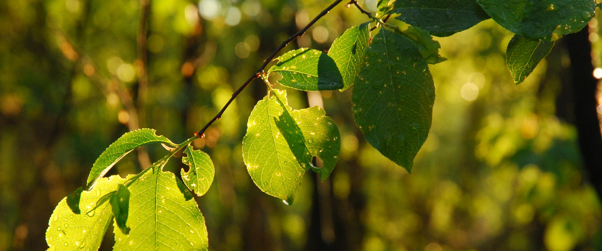 Kamperen in de Drentse natuur.JPG