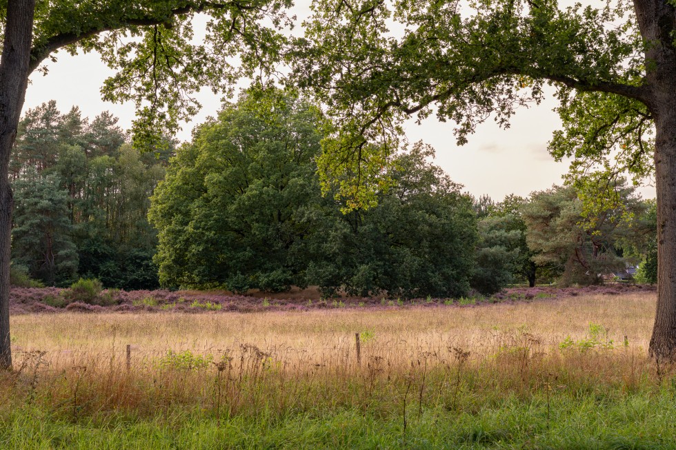 camping-de-Berken-bomen-Gasselte-Drenthe.jpg