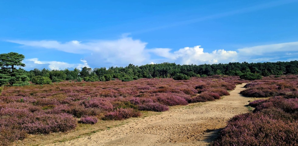 heide in bloei.jpg