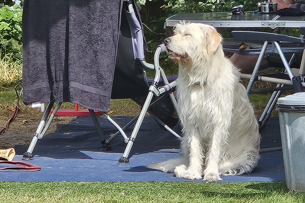 kamperen met hond.jpg
