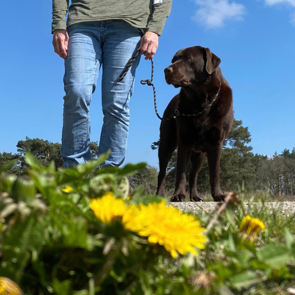 Kamperen met hond Camping de Berken.png