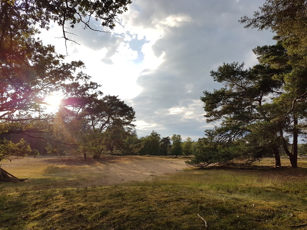 heidegebied-omgeving-assen-natuur.jpg