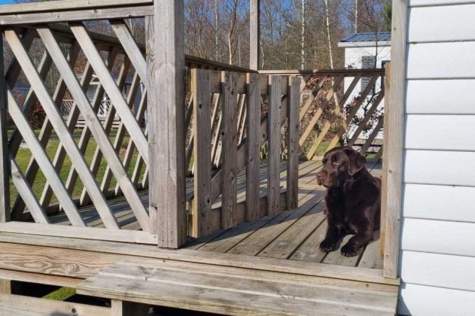 natuurhuisje-assen-hond-op-veranda-chalet.jpg