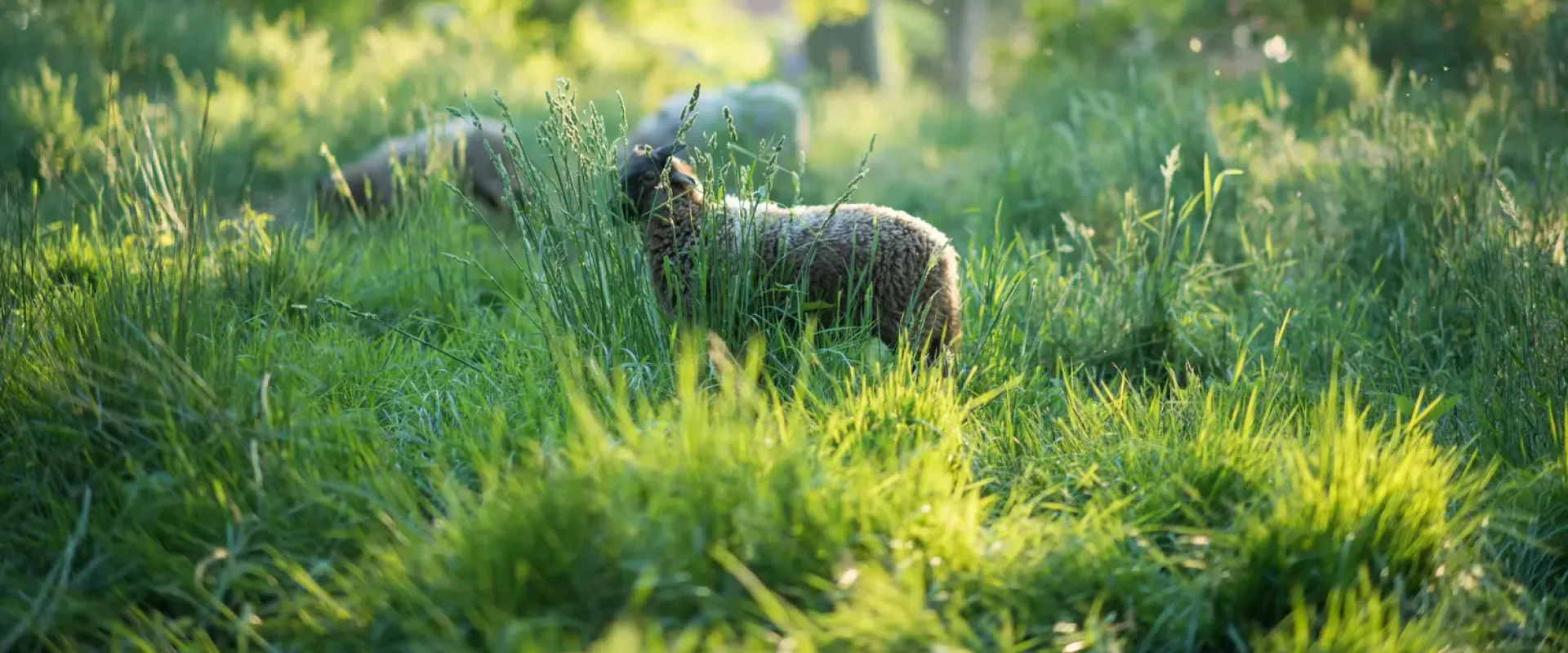 Schapen