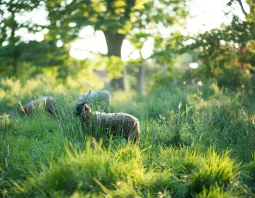 Schapen