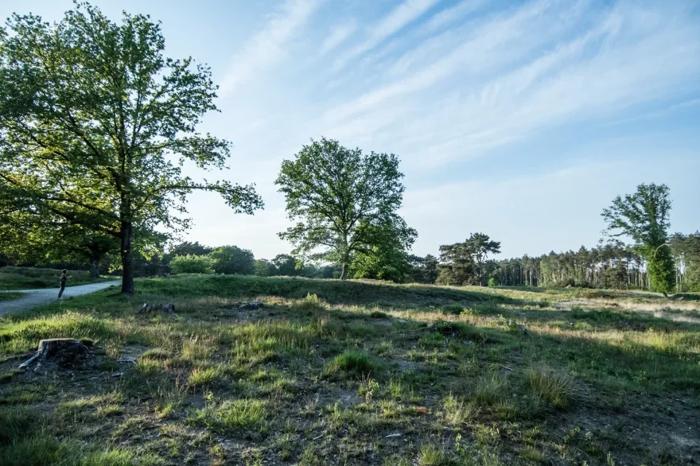 heide-landschap-rustige-camping-drenthe.jpg