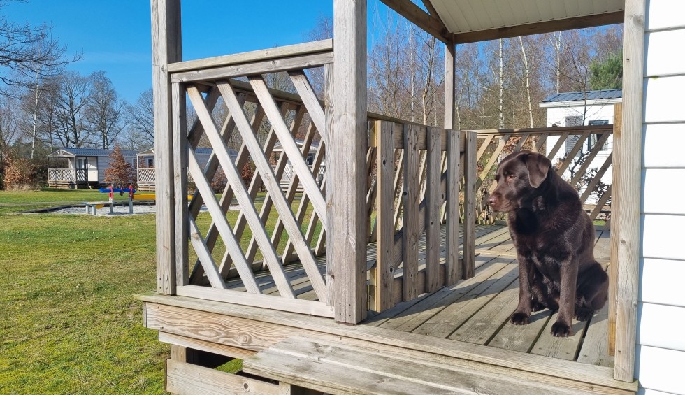 Rental home with dog