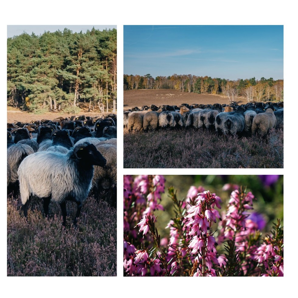 Schaapskudde Balloo, Rolde.jpg