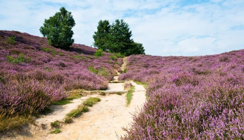 wandelen-heide-vakantiewoning-assen.jpg