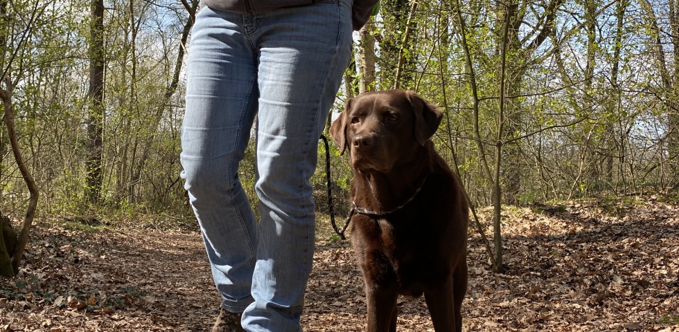 wandelen met hond.jpeg