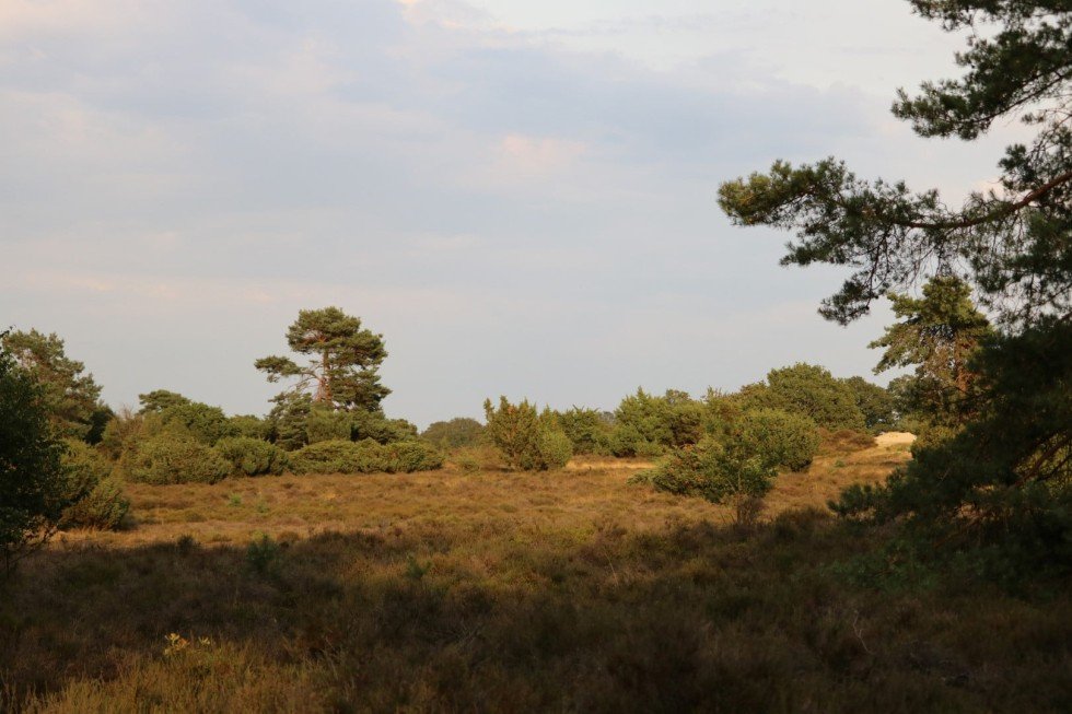 heide-landschap-rustige-camping-drenthe.jpg