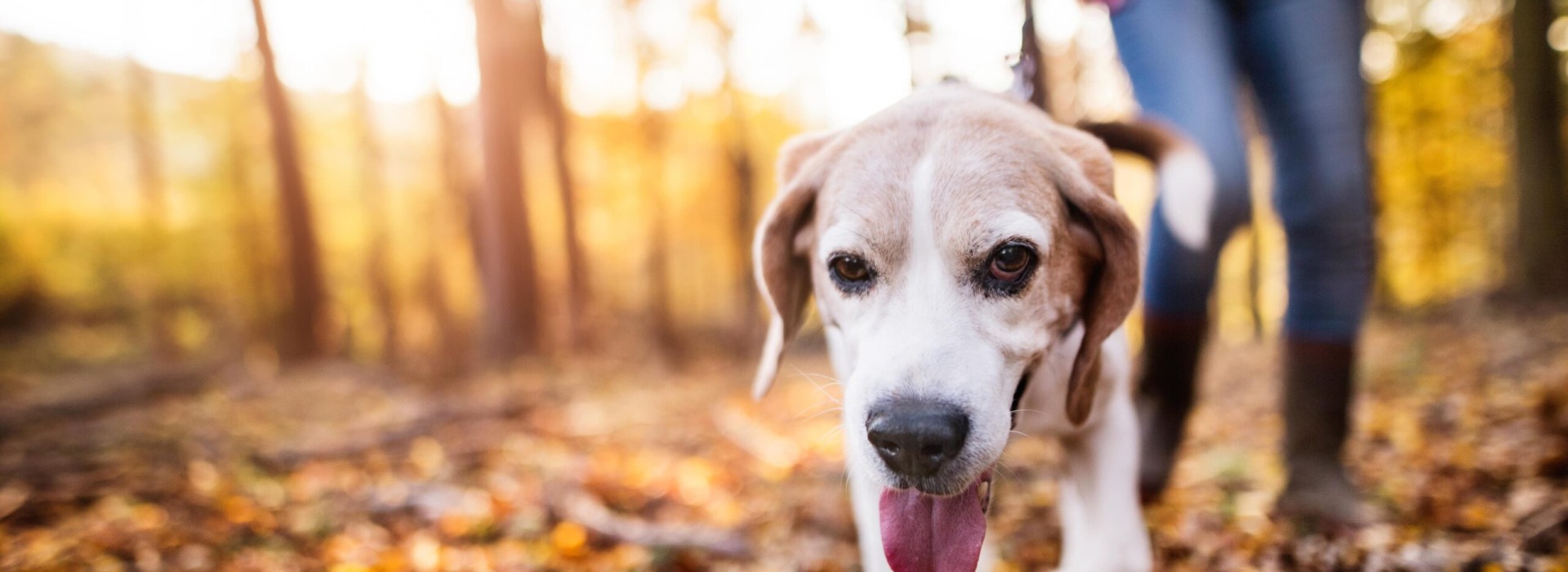 Kamperen met hond in Drenthe.jpg
