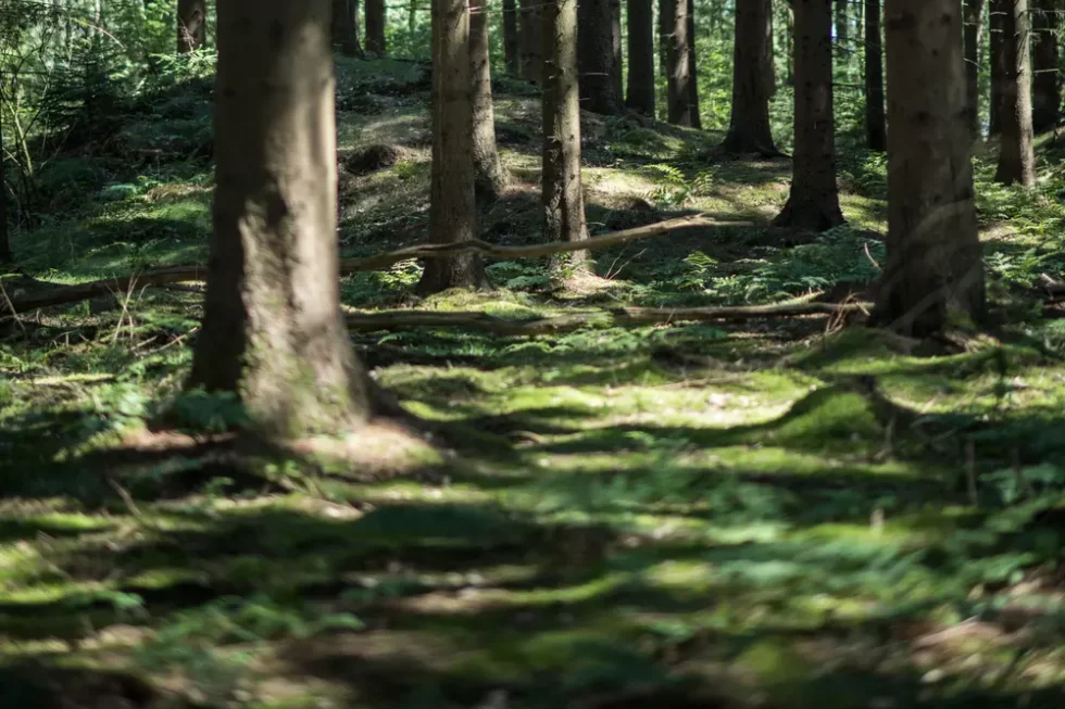 Kamperen bij de bossen van Drenthe