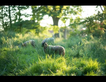 Schapen