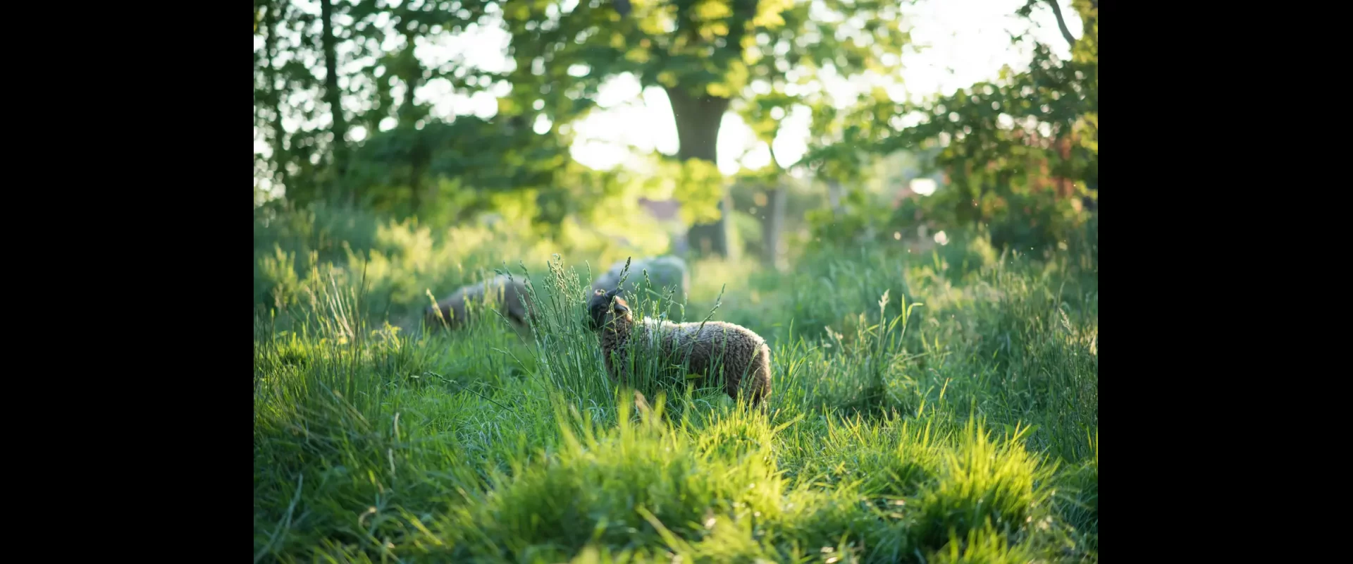 Schapen