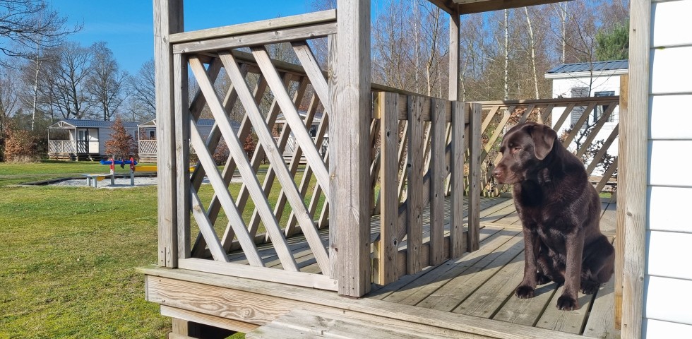 Chalet huren met hond.jpg