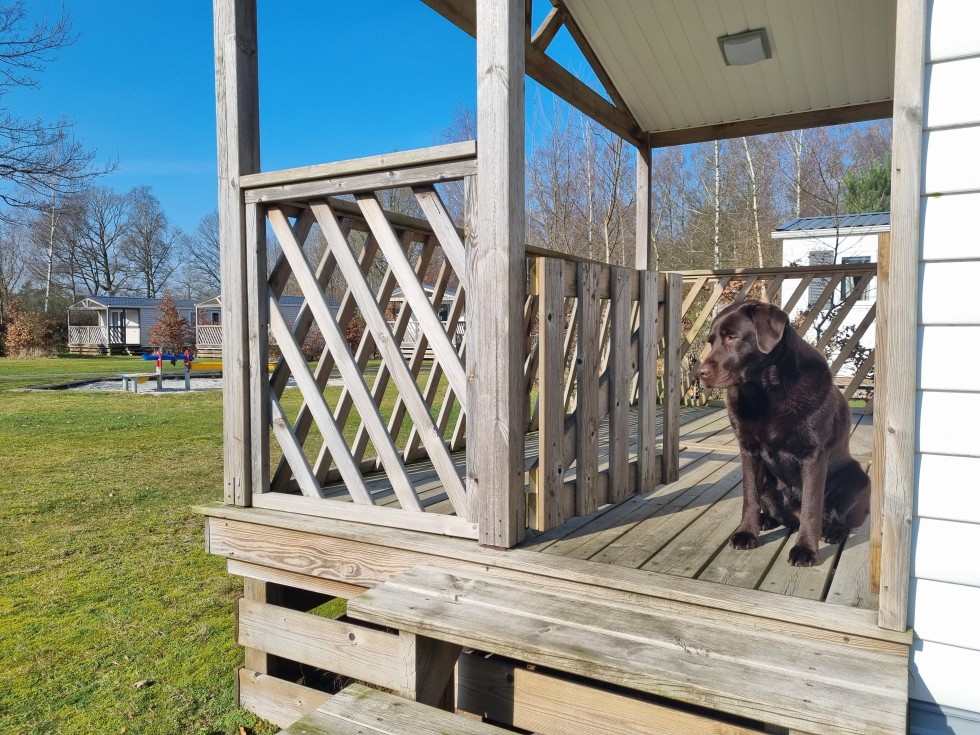 Chalet huren met hond.jpg