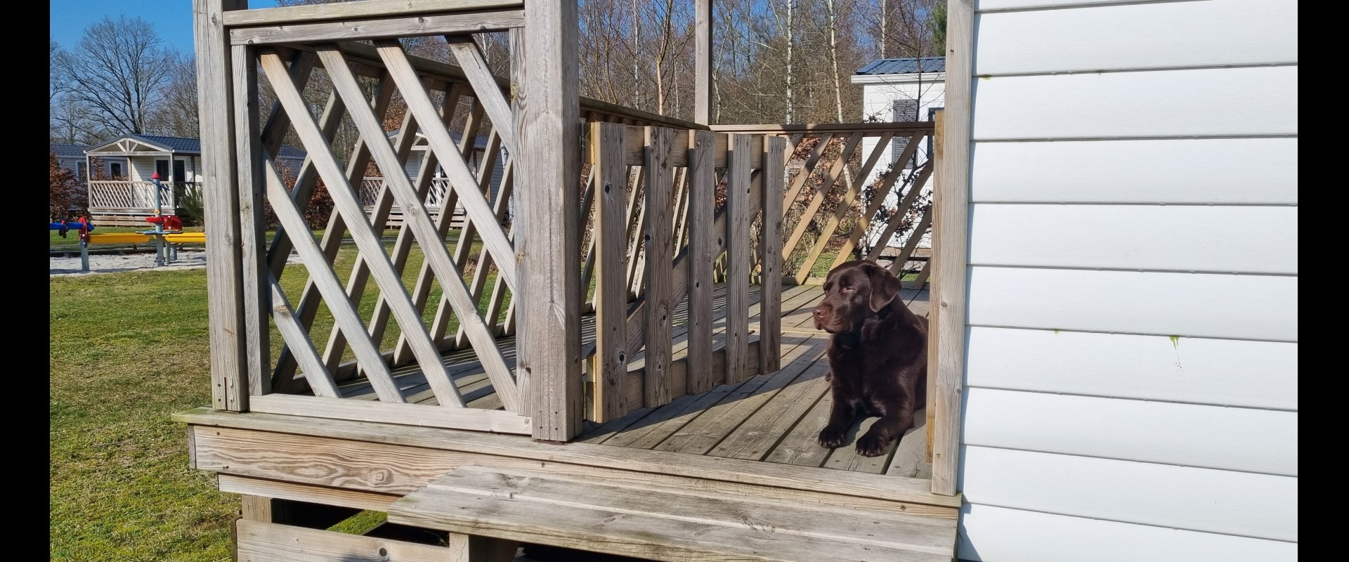 Chalet huren met hond.jpg