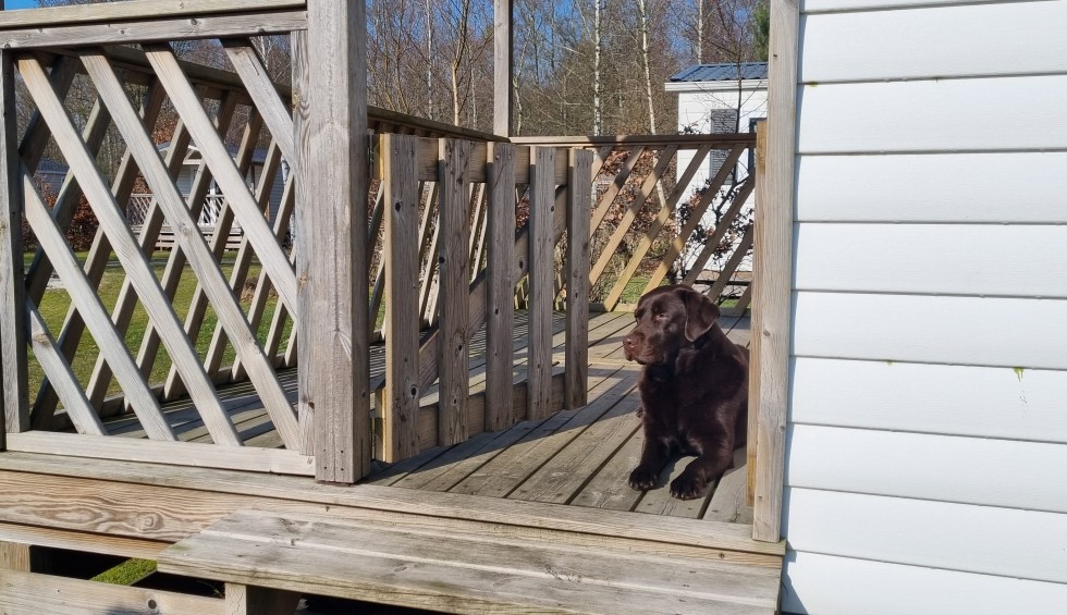 Chalet huren met hond.jpg