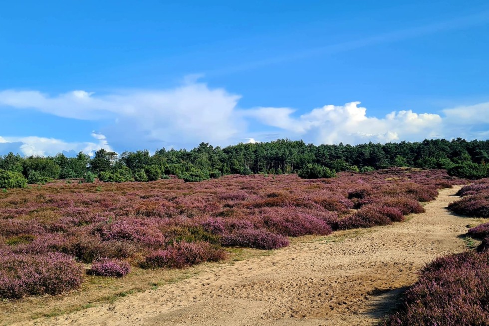 heide in bloei.jpg