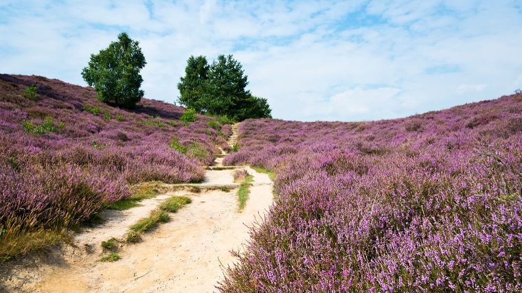 wandelen in drenthe.jpg