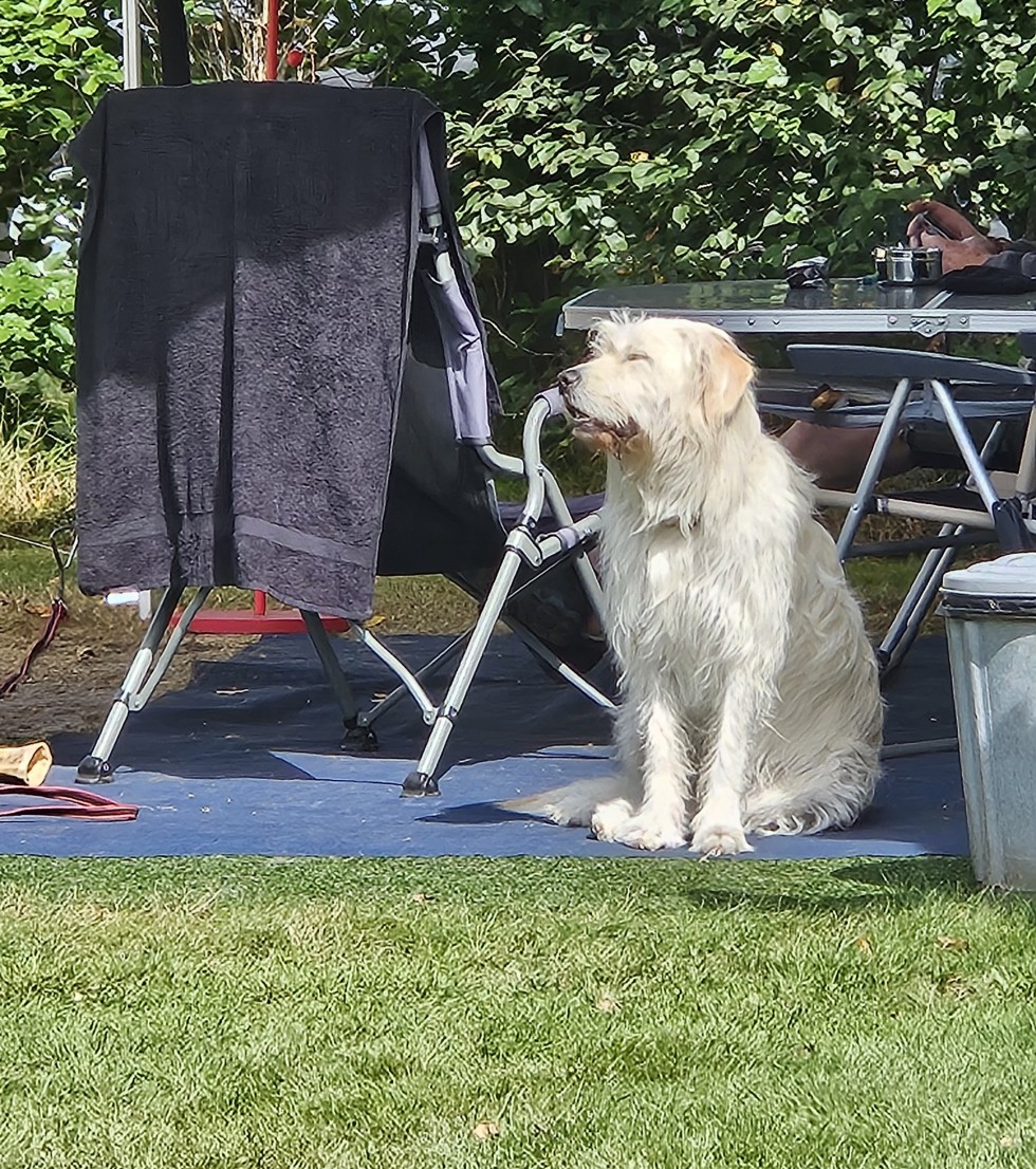 kamperen met hond.jpg