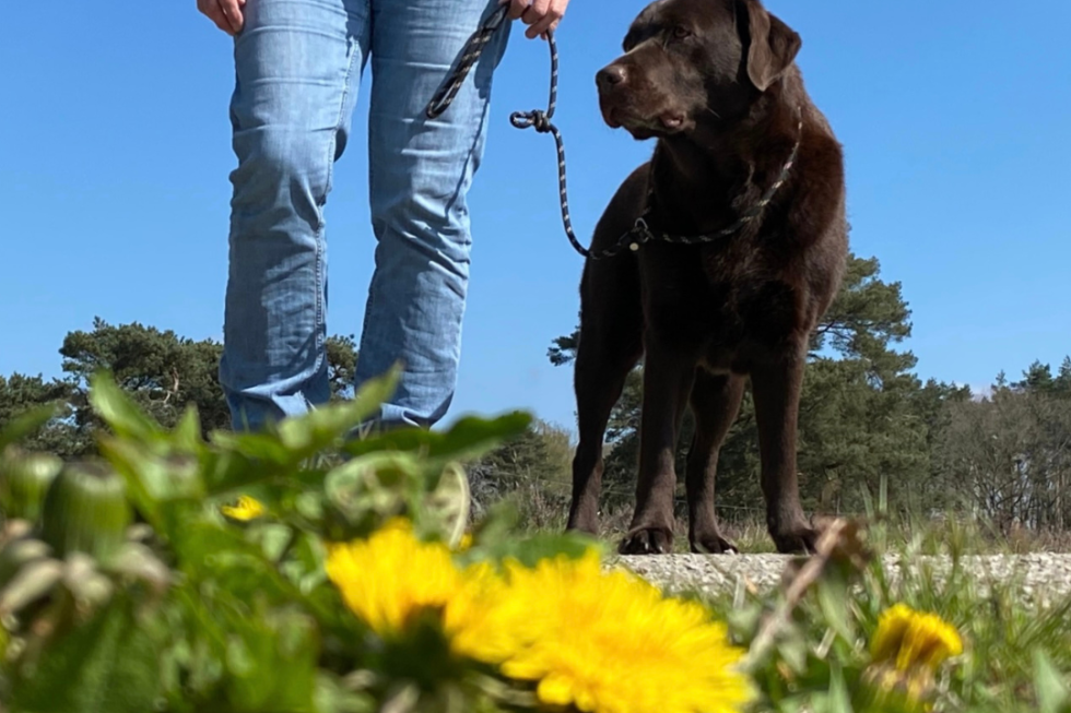 Kamperen met hond Camping de Berken.png