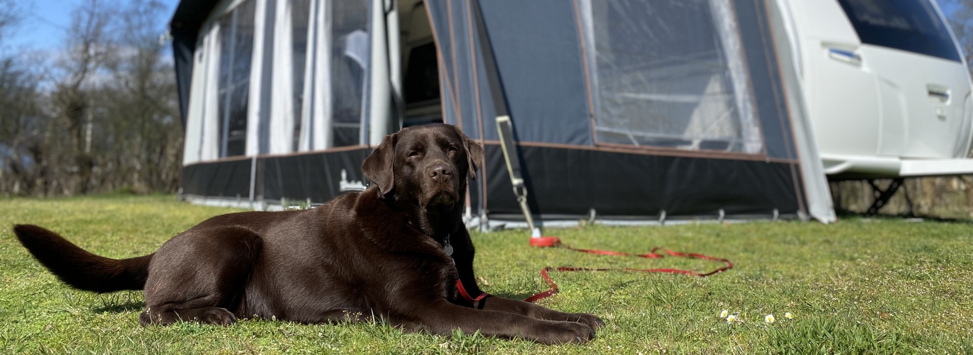Kamperen met hond Drenthe.jpeg