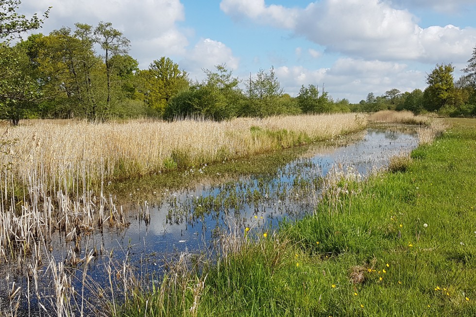 natuur in drenthe.jpg